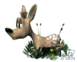olen12.gif