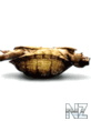 tortil.gif