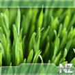 grass.jpg