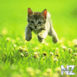 cat02.gif