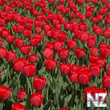 tulips.jpg