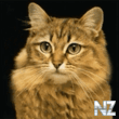 cat_tigr.gif
