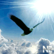 eagle.gif