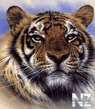 208x144_animals_4.jpg