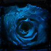 Blue_Rose.gif