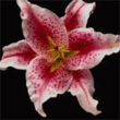 flower11.gif