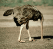 ostrich_looking.gif