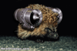 hedgehog.gif