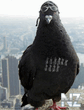 pigeon.jpg