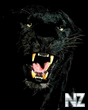 panther.jpg
