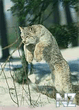 lynx2jpg