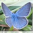 blue_butterfly.jpg