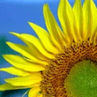 sunflower.jpg