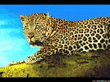 d_leopard.jpg