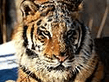 amur_tiger.jpg