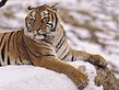 amur_tiger2.jpg