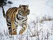 amur_tiger3.jpg