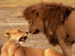 lionslove001.jpg