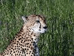 gepard4.jpg