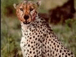 gepard3.jpg