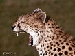 gepard2.jpg