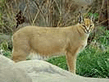 caracal004_.jpg