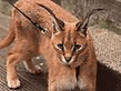 caracal003_.jpg