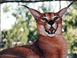 caracal002_.jpg