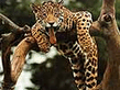 leopard005_.jpg