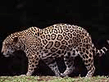 jaguar003_.jpg