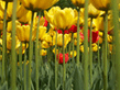 object_72_1141737338_06341.jpg