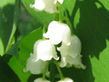 object_53_1141741075_99991.jpg