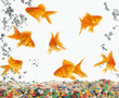 Gold_Fish.jpg