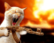 Кошак.gif