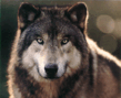 wolf.gif