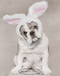 Doris_Pink_Ears_494_2.jpg