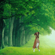 dog.gif
