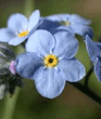 Blue_Flower.jpg