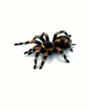 Spider.gif