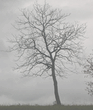 tree.jpg