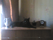 Kiti.jpg