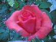 19062006.jpg
