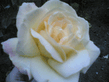 17062006_013_.jpg