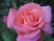 17062006_011_.jpg