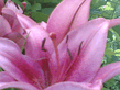 17062006_009_.jpg