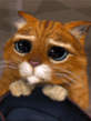 cat.gif