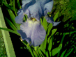 Iris_flower.jpg