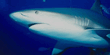 Shark.jpg