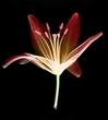 Bloom.jpg