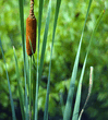 Vegetation.jpg